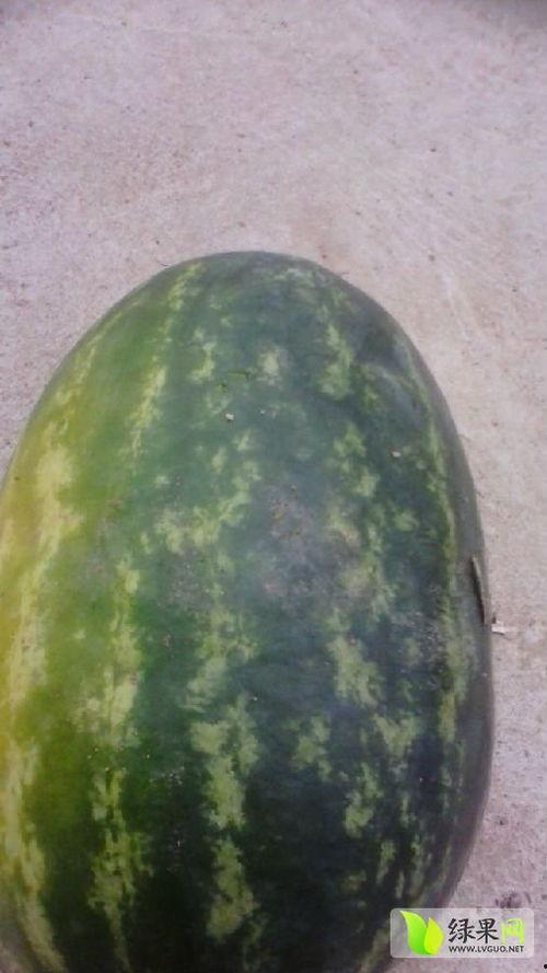 宜城无子瓜今日价格