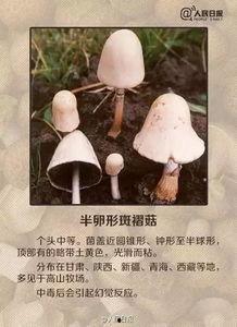 蘑菇爆料网每日爆料黑料吃瓜,每日黑料揭秘，吃瓜群众狂欢时刻