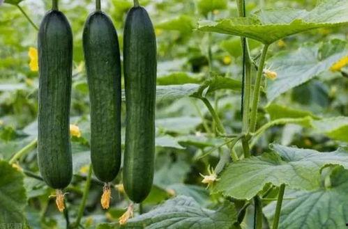 黑椒料吃瓜网,揭秘美食与娱乐的跨界融合