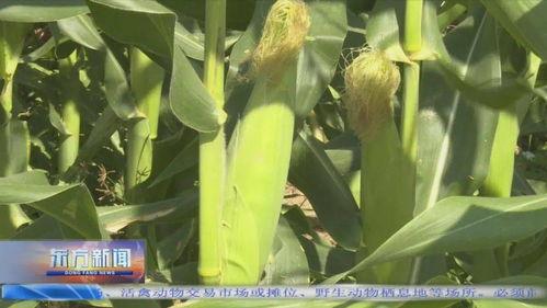 瓜菜今日价格,今日价格一览”