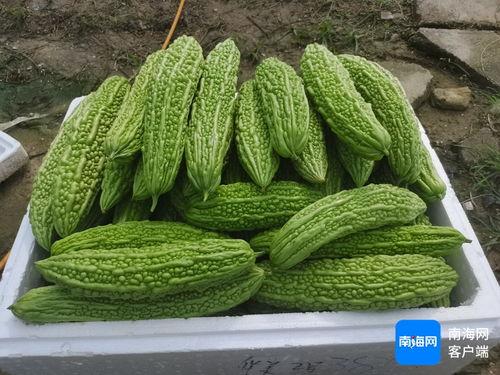 2025崖州瓜今日价格,市场行情一览”
