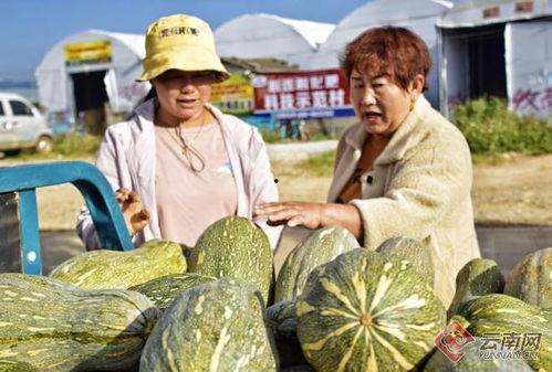 云南弥勒小瓜今日行情如何,丰收喜人，价格稳中有升”