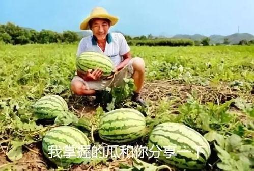 中国地产吃瓜爆料,吃瓜爆料背后的真相与内幕