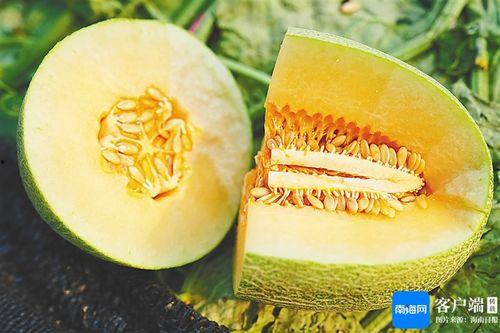今日份蜜瓜甜度多少,尽享夏日甜蜜时光