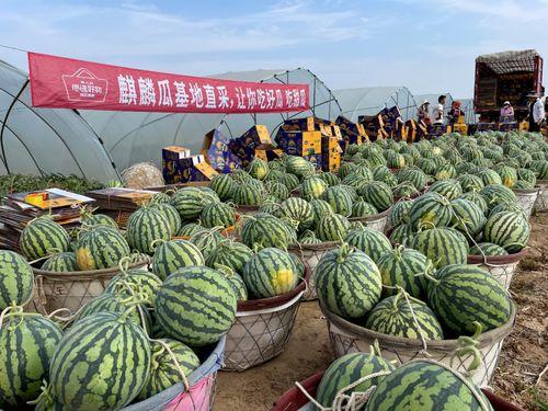 今日北京麒麟瓜多少钱一个,一瓜难求，价格几何？”