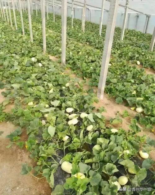 今日青州瓜价,今日瓜价行情一览”