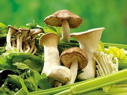 官网黑料吃瓜蘑菇视频