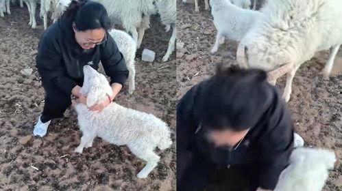 羊圈吃瓜爆料是真的吗,真相揭秘，是真是假？