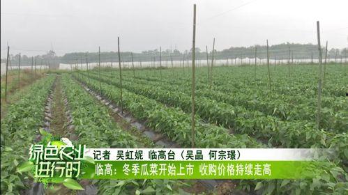 今日的瓜菜价格表,市民菜篮子成本几何？
