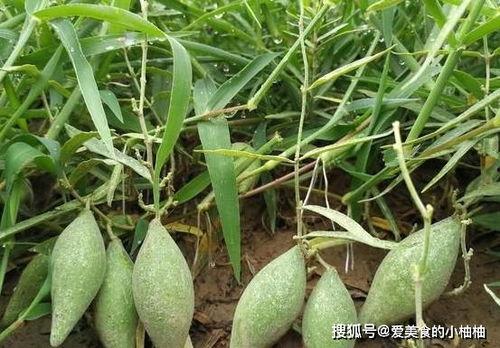 地梢瓜今日收购价格多少,市场行情一览”
