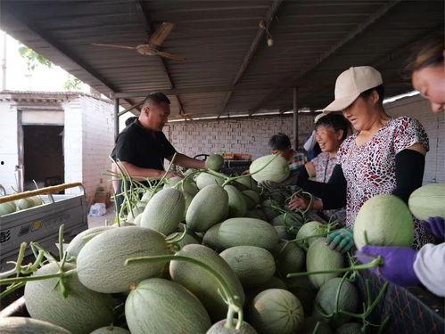 辛集吃瓜爆料平台,揭秘当地热点事件背后的真相