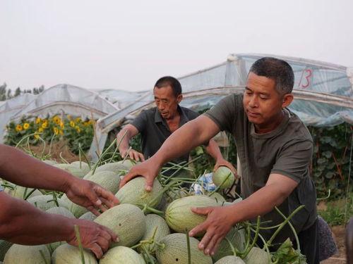 辛集吃瓜爆料平台,揭秘当地热点事件背后的真相