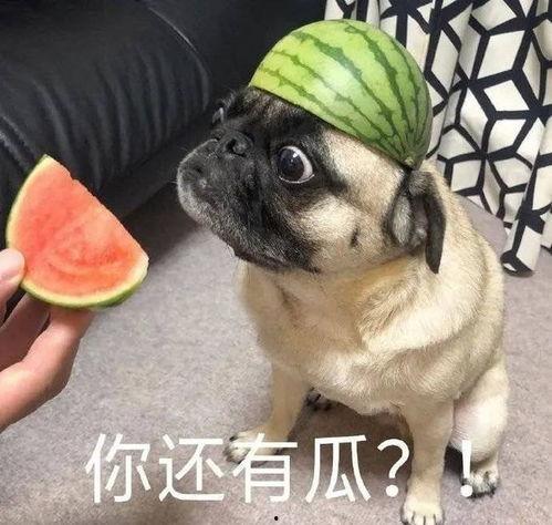 爆料吃瓜图片表情包,网络爆料的趣味瞬间