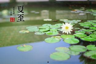 今日夏至吃瓜赏花视频,瓜果飘香，花海绽放——赏花吃瓜，共度美好时光