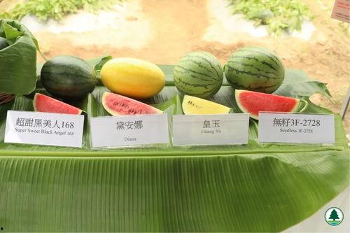 吃瓜爆料香港,吃瓜爆料，揭秘幕后真相