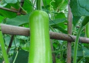 瓠瓜今日价格行情最新,今日行情一览，市场动态解析”