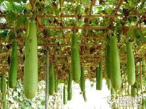 瓠瓜今日价格行情最新,今日行情一览，市场动态解析”