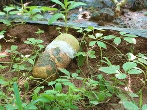 瓠瓜今日价格行情最新,今日行情一览，市场动态解析”