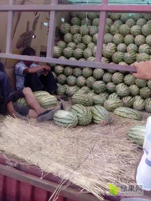 陕西麒麟瓜今日行情