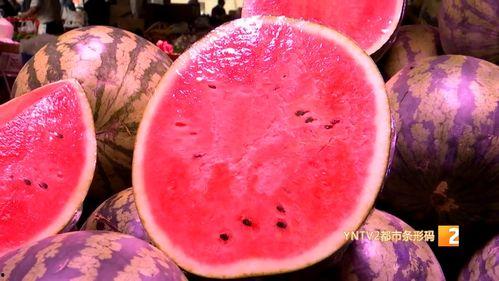 陕西麒麟瓜今日行情