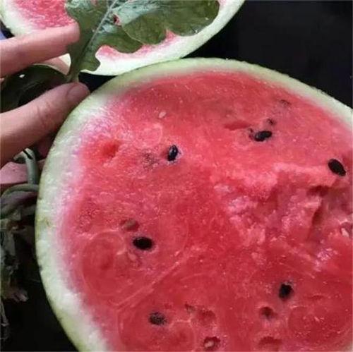 陕西麒麟瓜今日行情