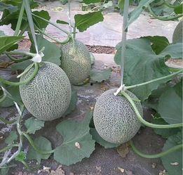 山东哈密瓜行情今日价格,今日价格波动解析