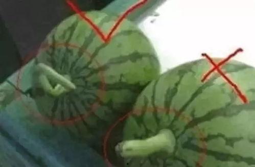 今日吃瓜的作品有哪些名字,盘点热门吃瓜作品