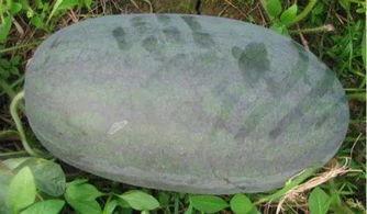 成都黑帽子原版吃瓜,一场原版吃瓜盛宴背后的真相