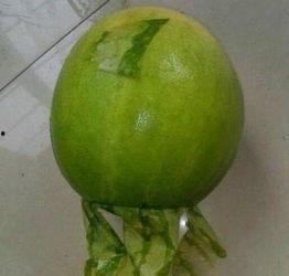 长春今日吃瓜事件,一场网络热议背后的真相揭秘