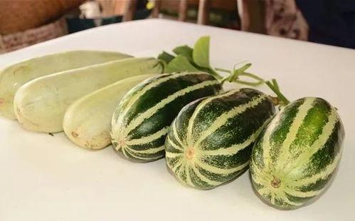 网红吃瓜爆料卷毛瓜