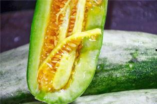 网红吃瓜爆料卷毛瓜