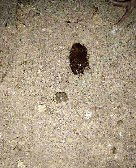 吃毛瓜大便黑怎么回事,毛瓜摄入过多导致大便变黑的探究与解析