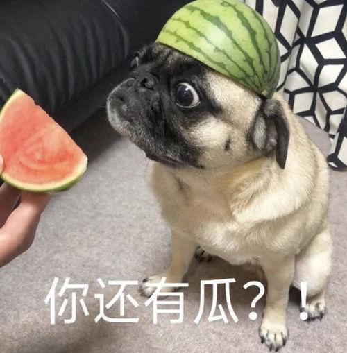 狗仔吃瓜爆料表情包,娱乐圈爆料狂欢