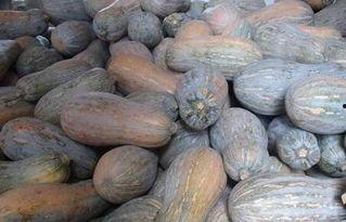 锦州市凌海角瓜今日价格,价格行情一览”