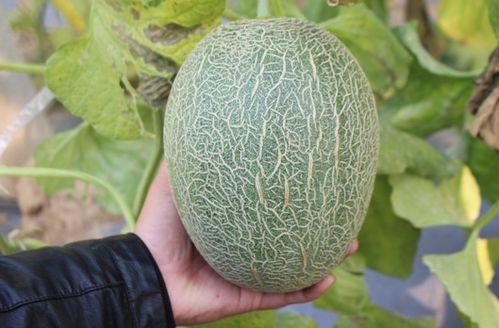 浙江嘉兴哈密瓜今日走量,走量突破新高