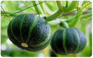 今日小乳瓜多少钱,行情如何？