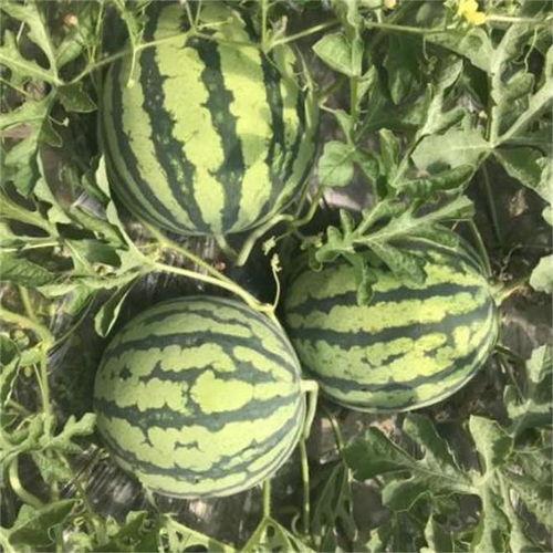 麒麟瓜带黑籽可以吃吗,安全与营养并重