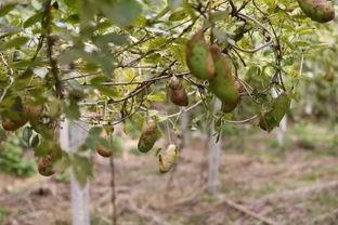 八月瓜里面的黑籽怎么吃,八月瓜黑籽的神奇食用方法揭秘