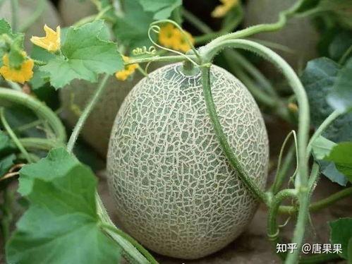 福建汉瓜今日行情,丰收喜人，价格稳中有升