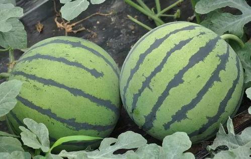 最新吃瓜黑瓜爆料快手,揭秘背后惊人真相！