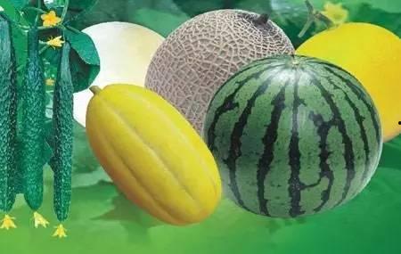 与黑科技类似的吃瓜,揭秘幕后真相与趣味故事