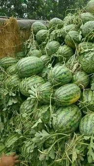 夏邑今日瓜价,新鲜瓜果价格一览