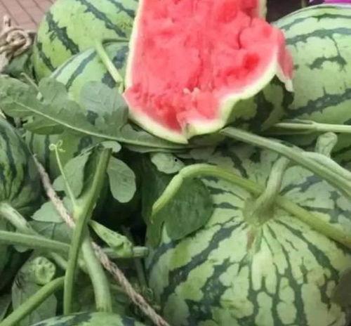 夏邑今日瓜价,新鲜瓜果价格一览