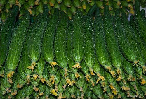 平顶山茄瓜今日价格行情,价格波动解析