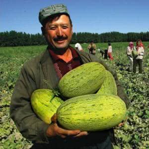 新疆今日的瓜,今日新疆瓜的甜蜜诱惑