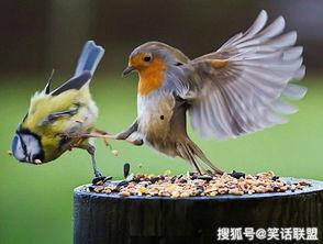 黑守瓜能给鸟吃吗图片欣赏,探索鸟类眼中的独特美味