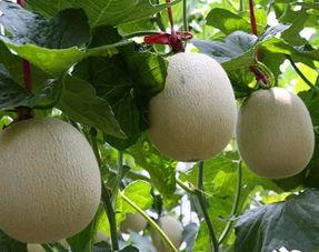 今日网纹瓜价格最新行情,涨跌互现，市场动态解析