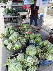 砀山最新吃瓜爆料事件,揭秘神秘事件背后的真相