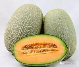 超市小吊瓜今日价格