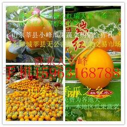 东方密瓜今日价格,价格行情一览”